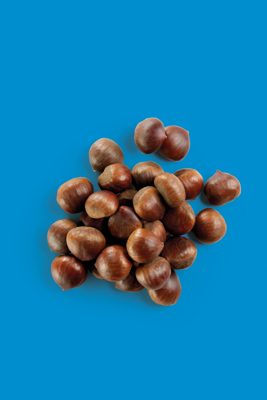 A pile of fresh chestnuts on a blue background.