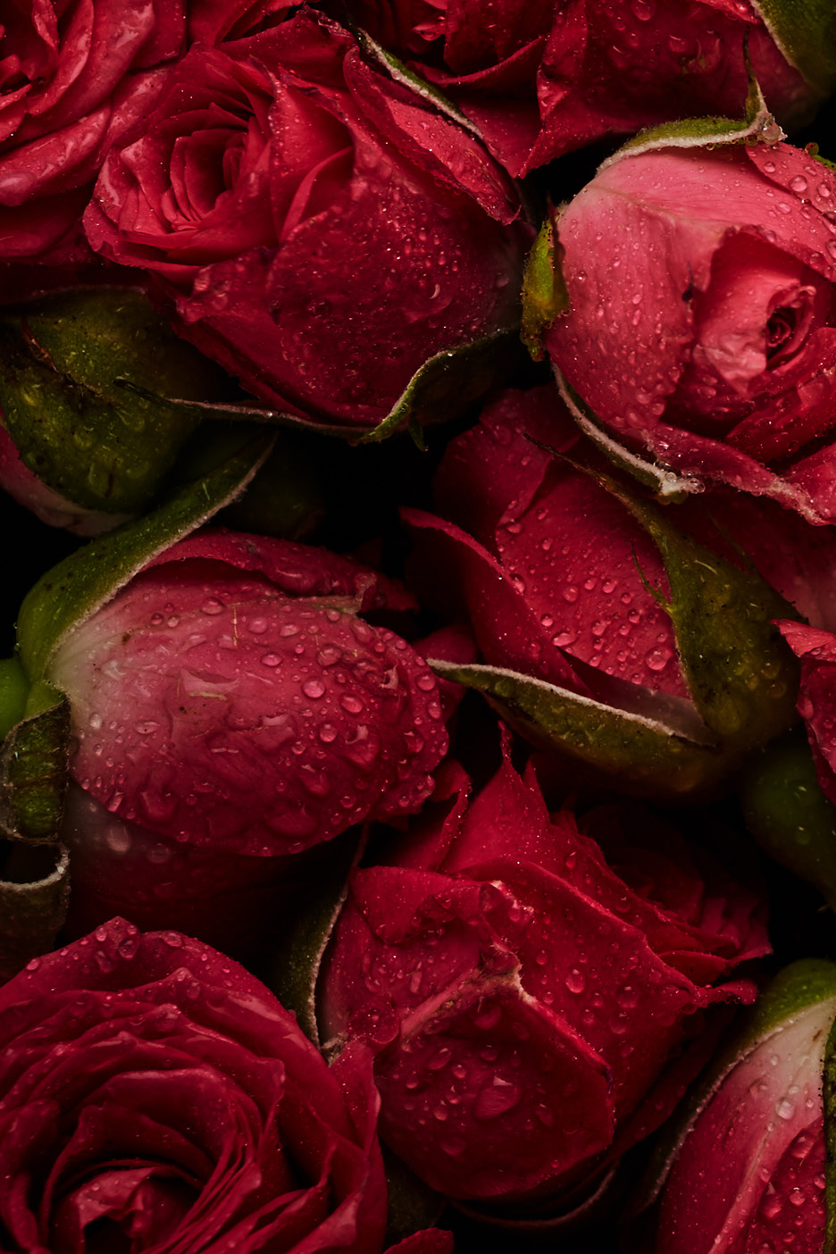 Close-up of vibrant red rosebuds covered in fresh water droplets.