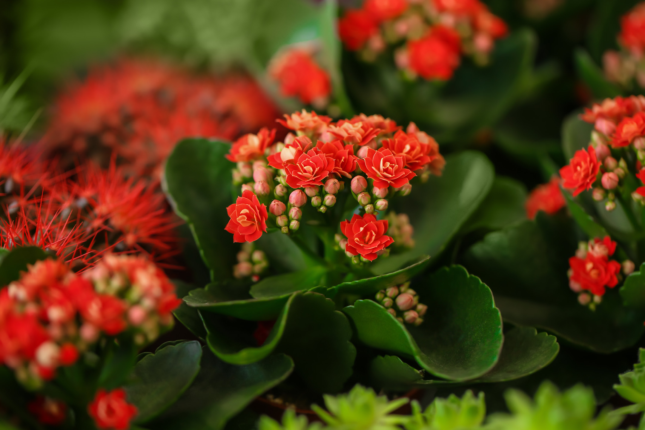 Close-up of vibrant red Kalanchoe flowers with green leaves, and red cactus in the background.