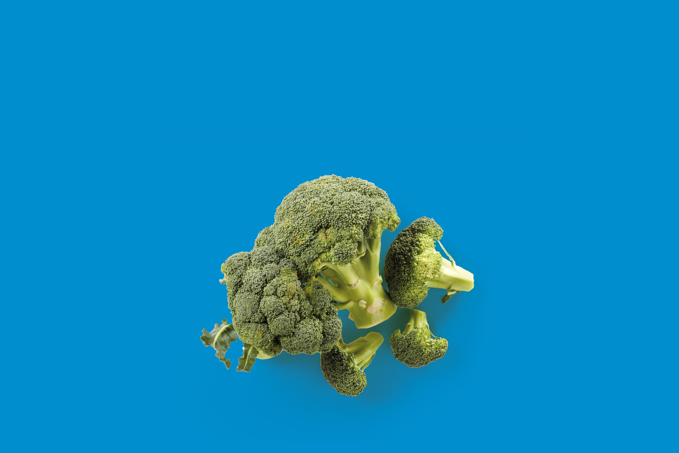 Fresh broccoli florets on a blue background.