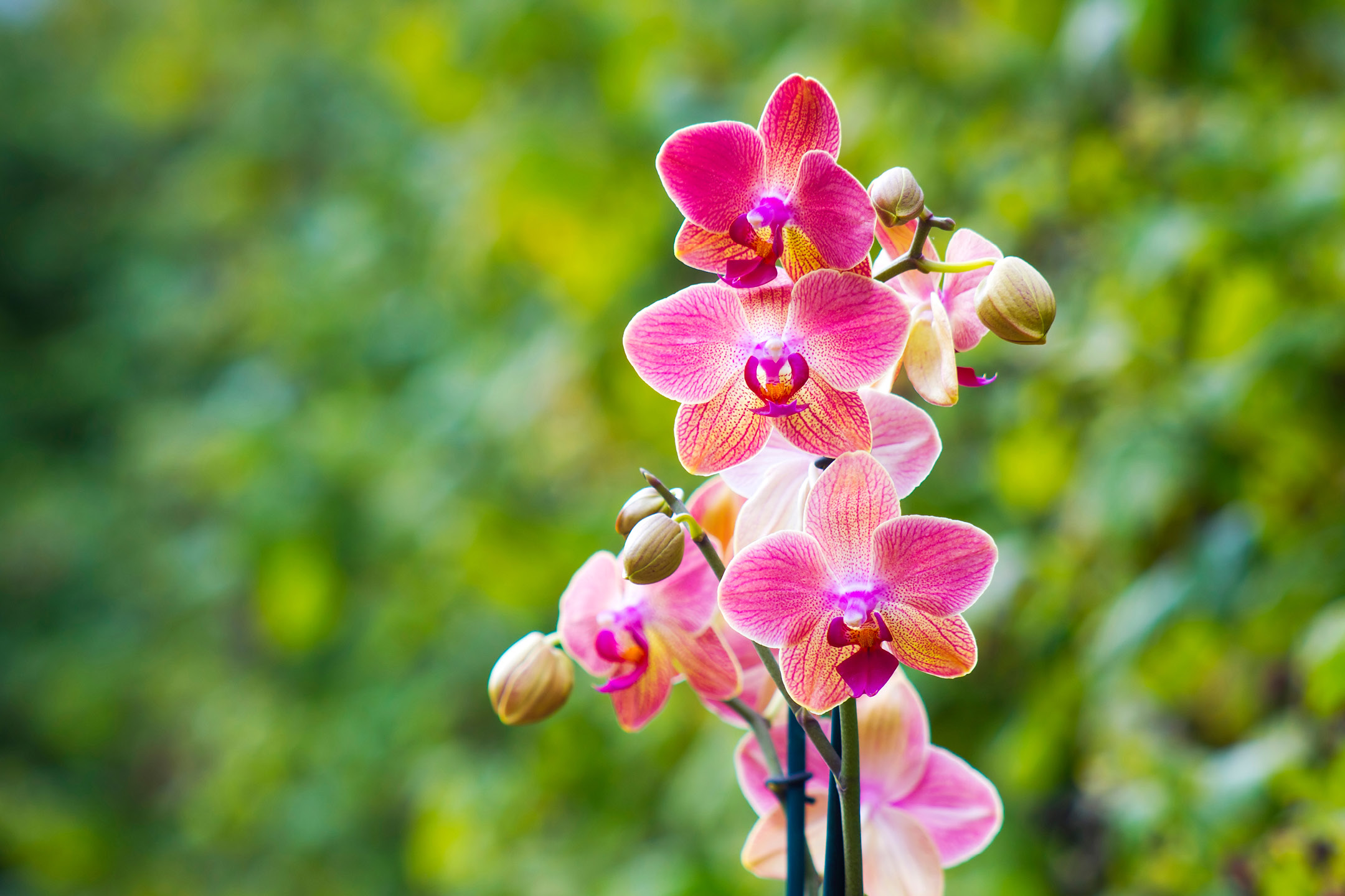 Close-up of vibrant pink and yellow orchids with a soft green background.