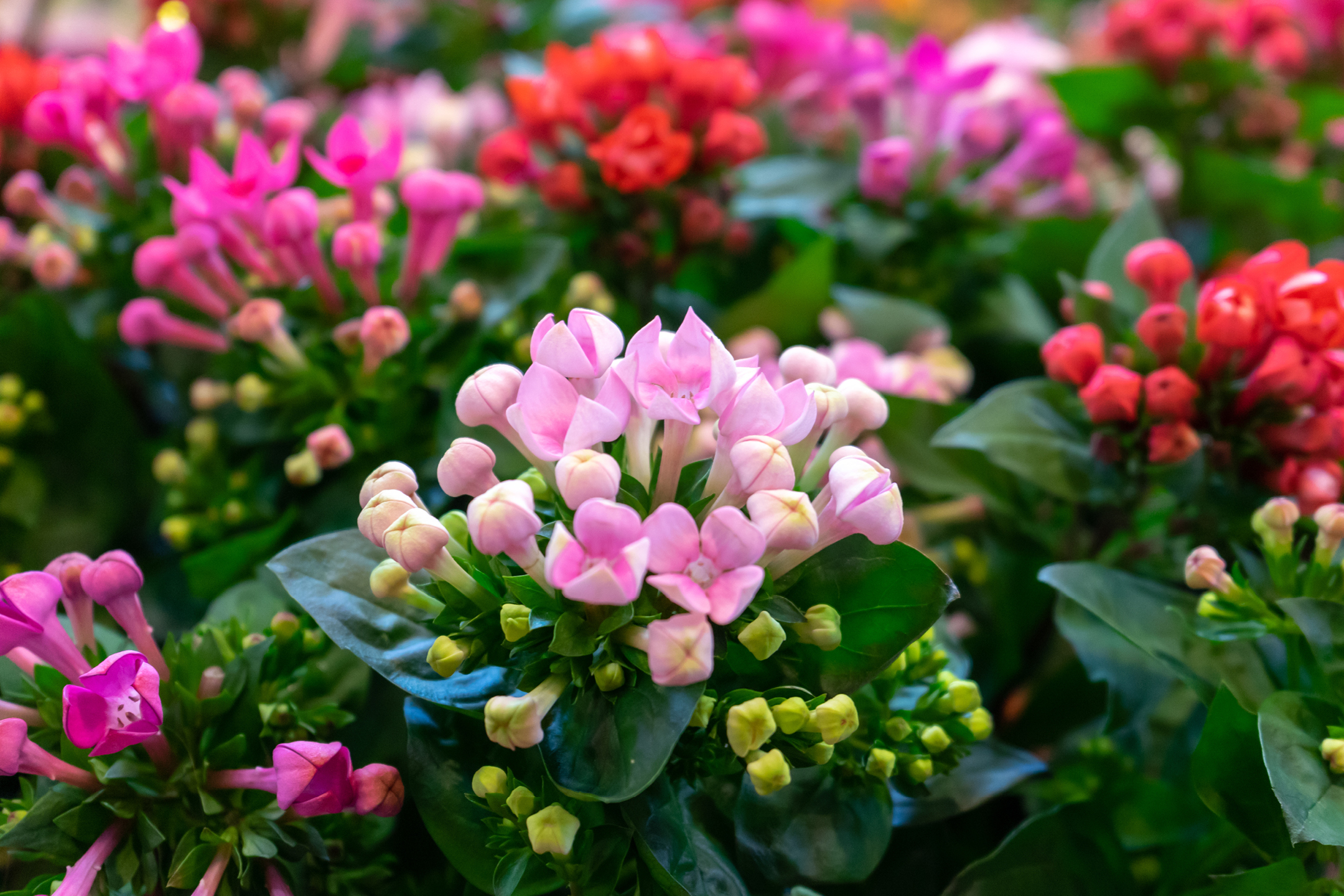 Close-up of vibrant pink and red flowering plants, with green leaves and buds.