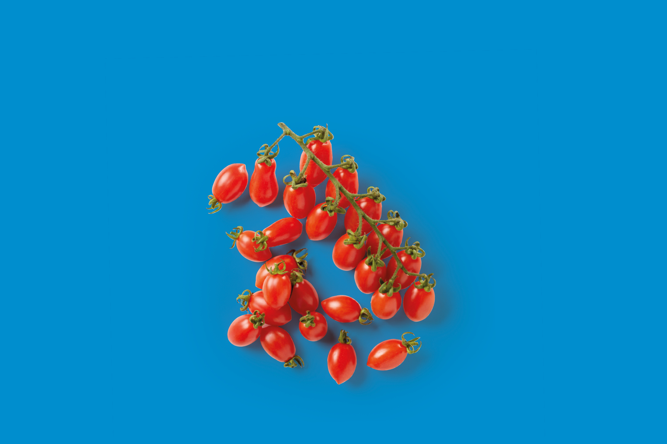 A cluster of fresh, red cherry tomatoes on the vine against a vibrant blue background.