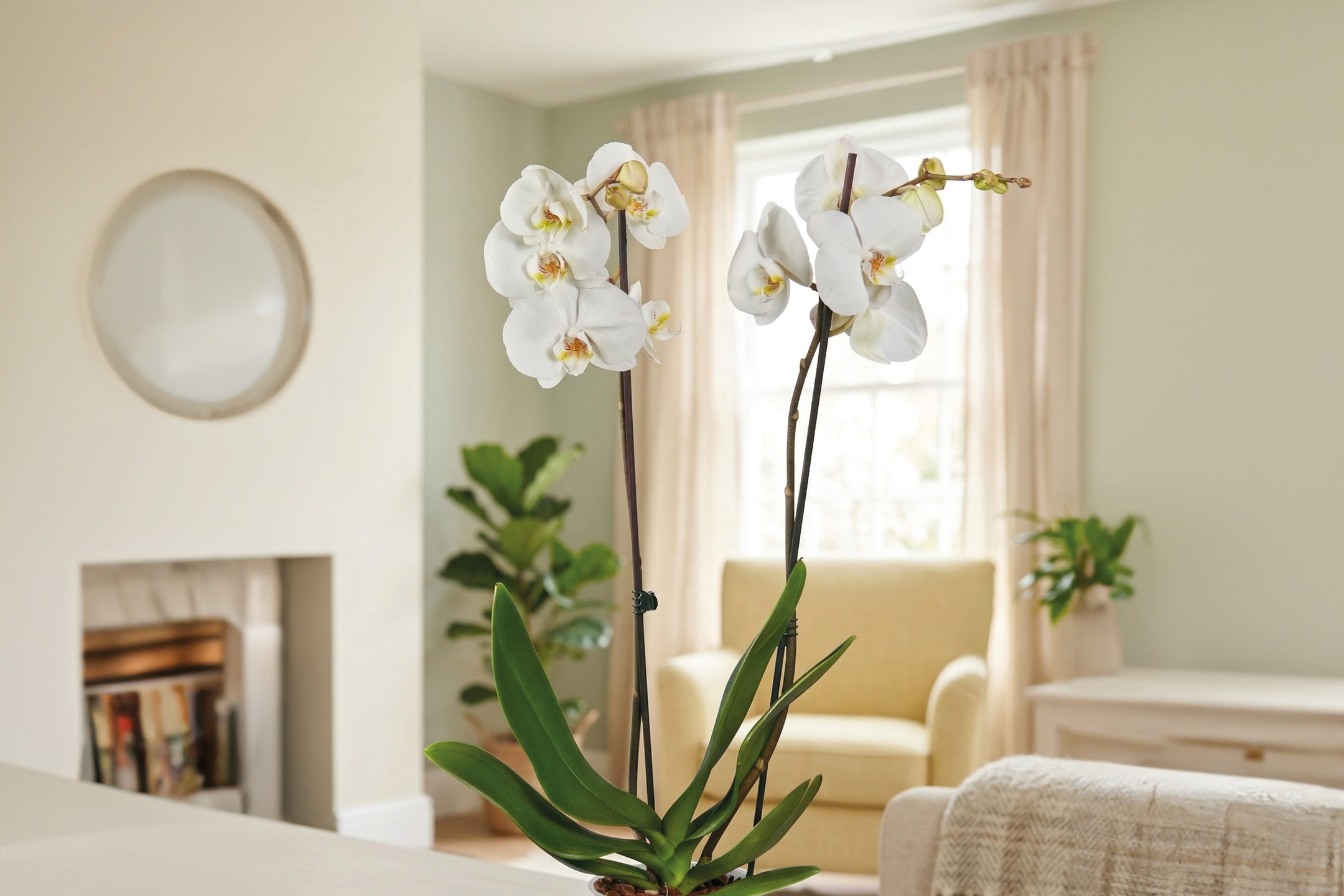 Two white orchid plants with green leaves in a bright living room setting.