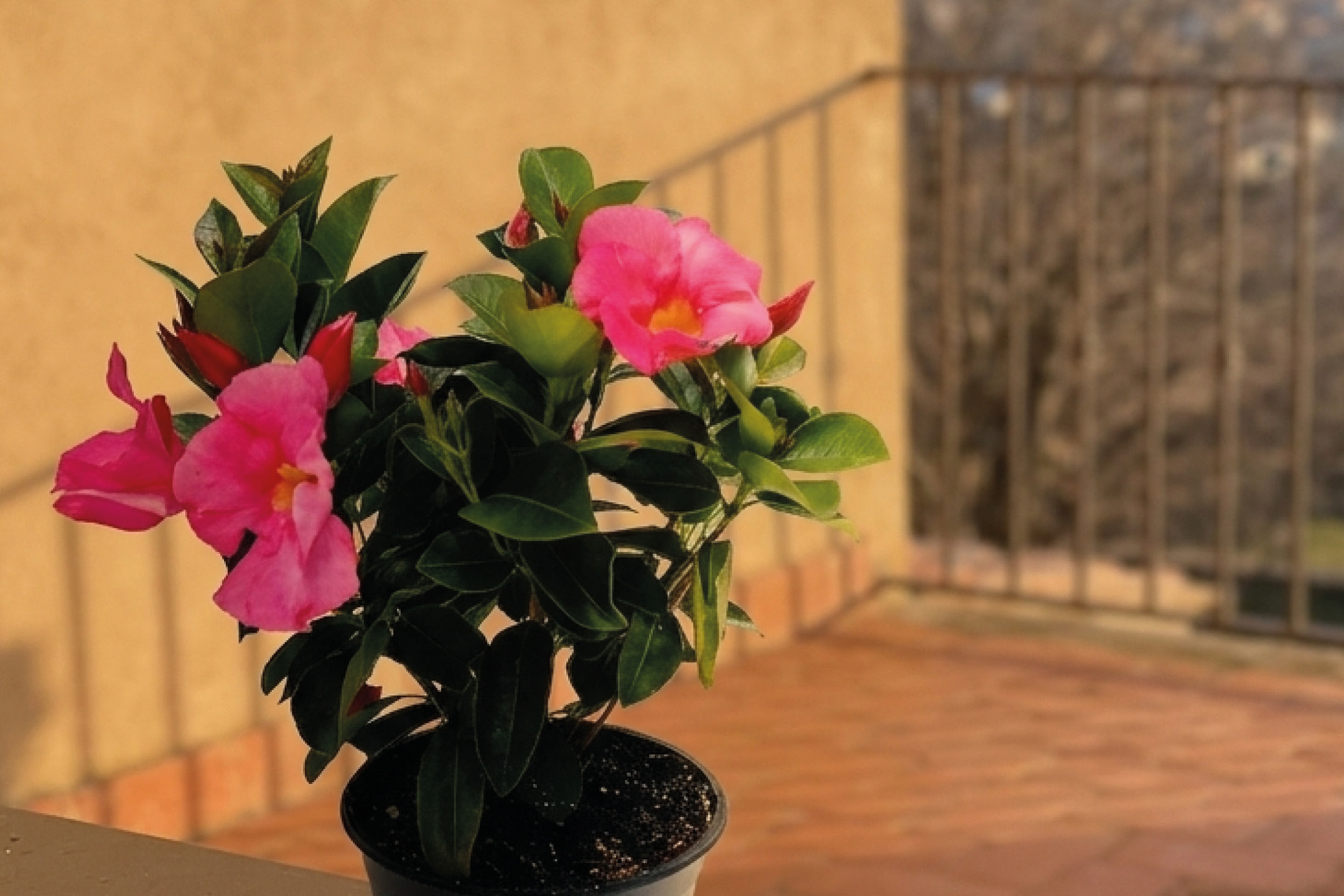Potted pink flowering plant on a balcony with a warm-toned wall and railing in the background.