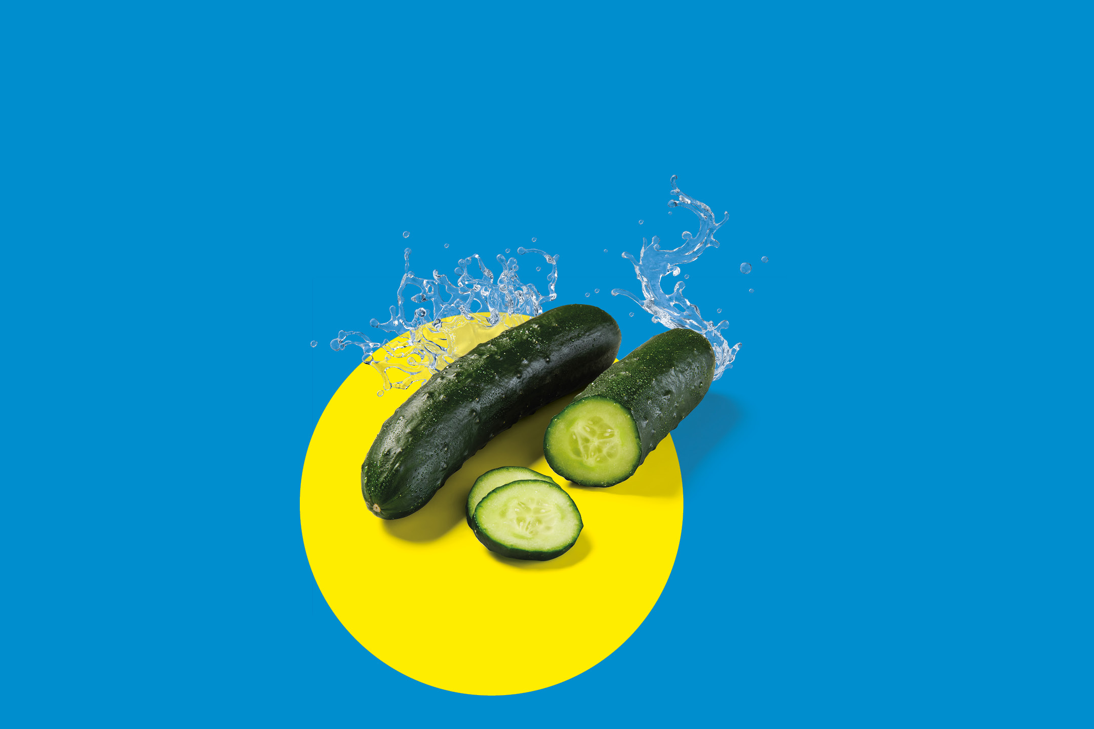 Fresh cucumbers with water splashes on a blue and yellow background.