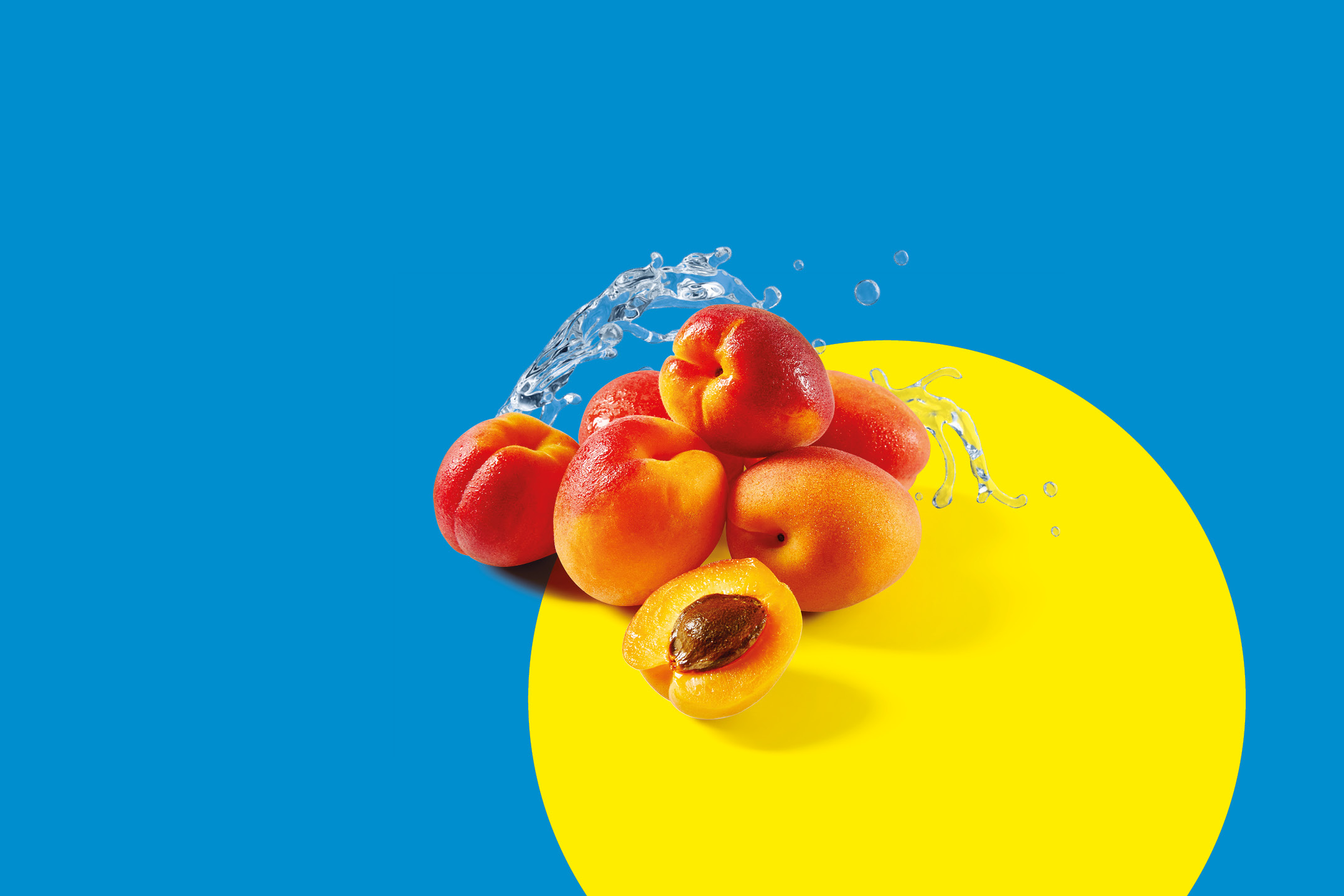 Fresh apricots with water splashes on a blue and yellow background.