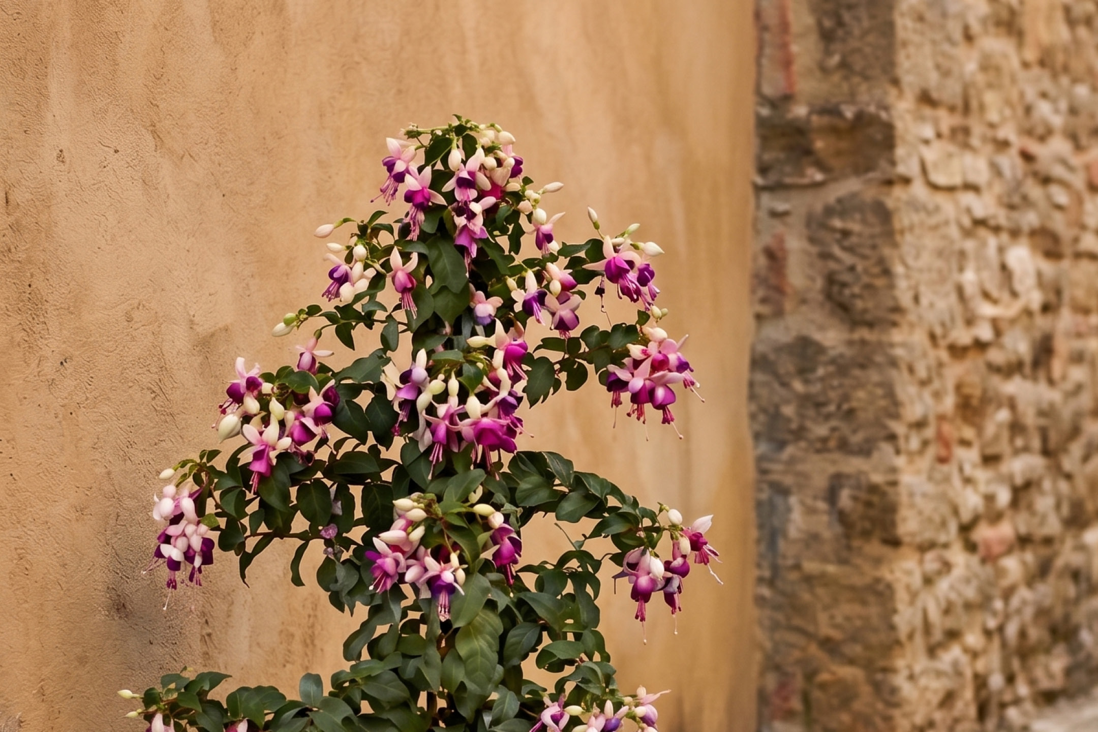 Fuchsia plant with vibrant pink and purple flowers against a textured beige wall and stone wall.