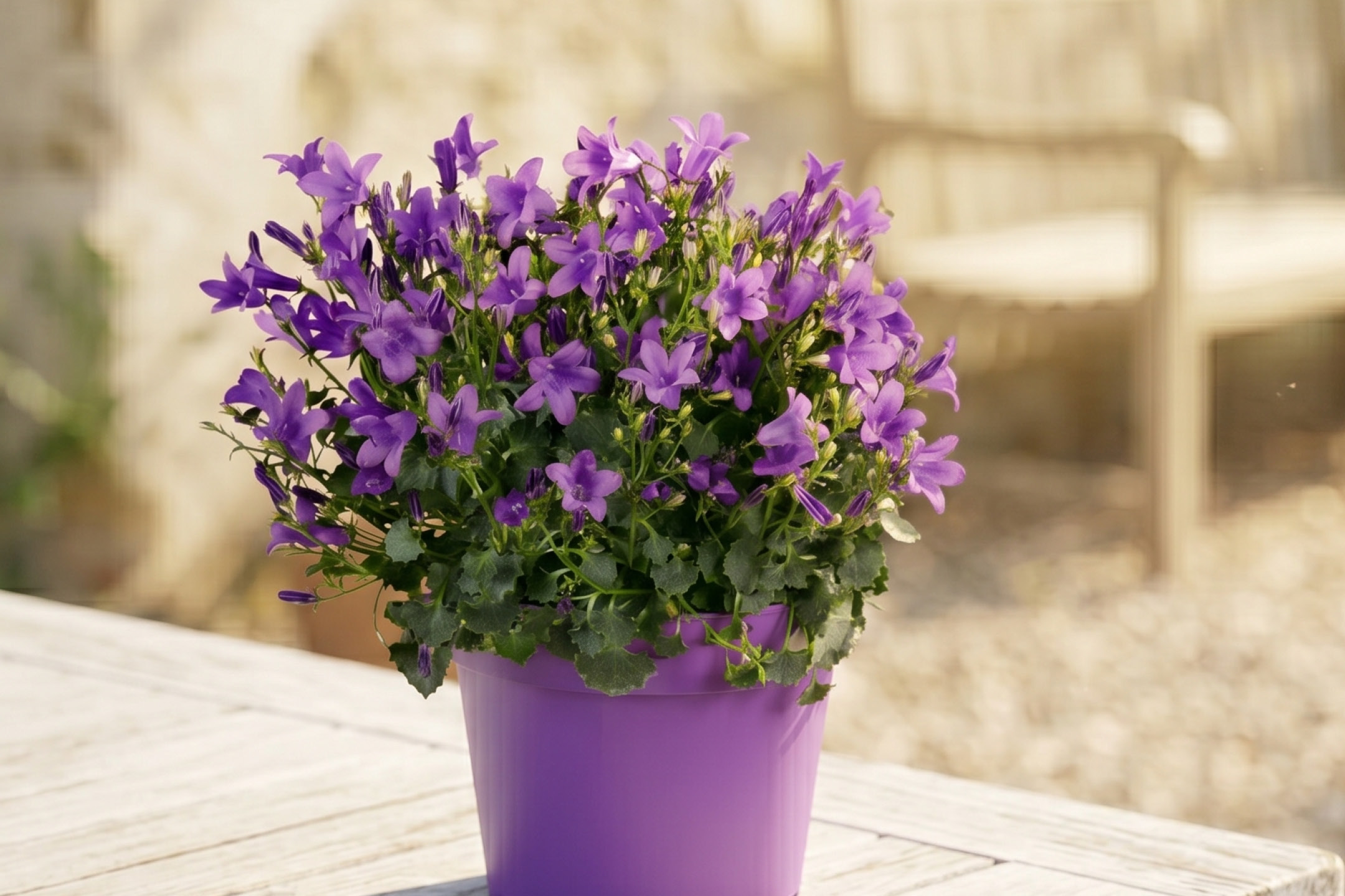 Purple bellflowers in a purple pot on a wooden table outdoors.