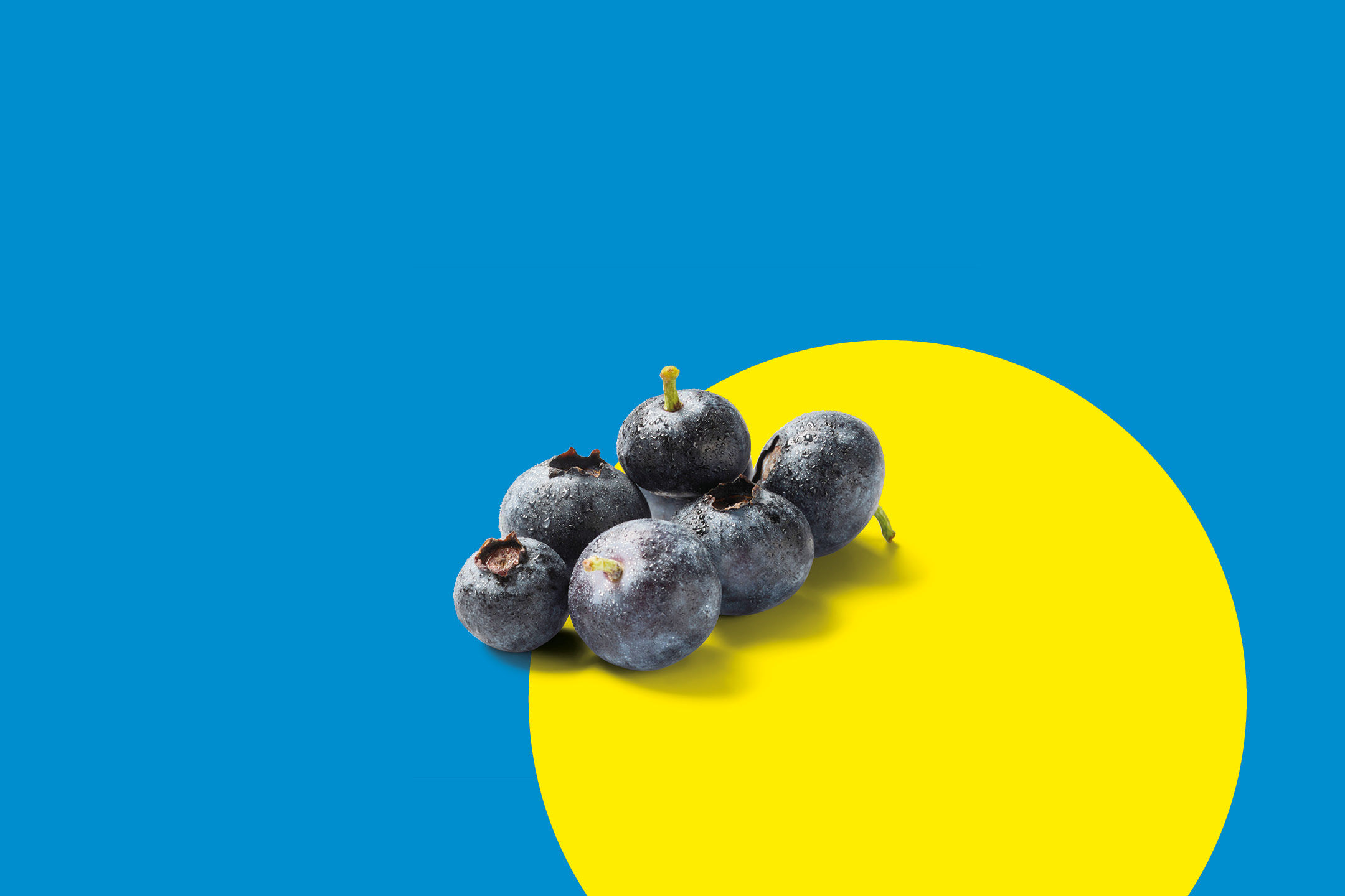 Fresh blueberries on a blue and yellow background.
