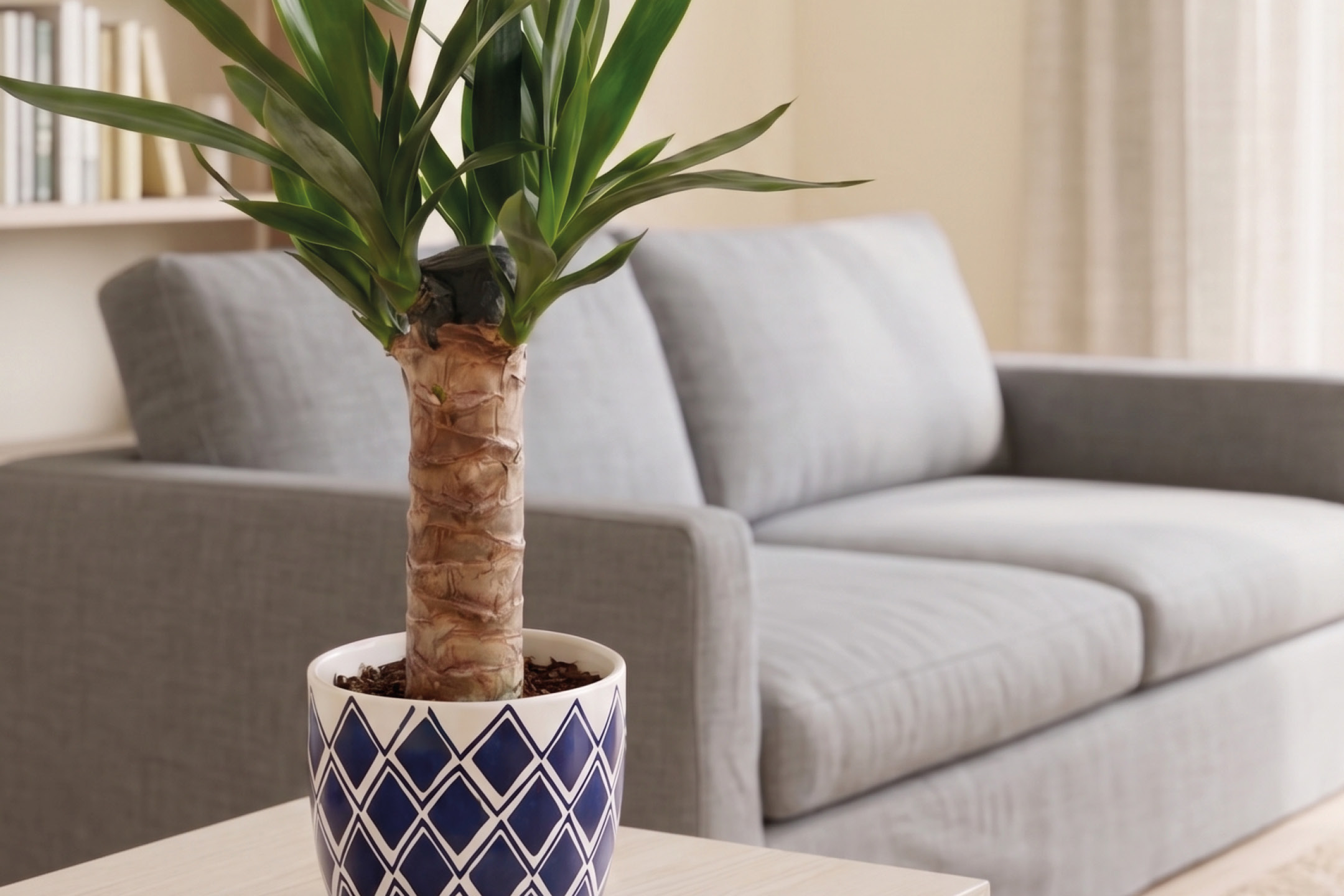 Potted plant with green leaves on a table, with a grey sofa in the background.