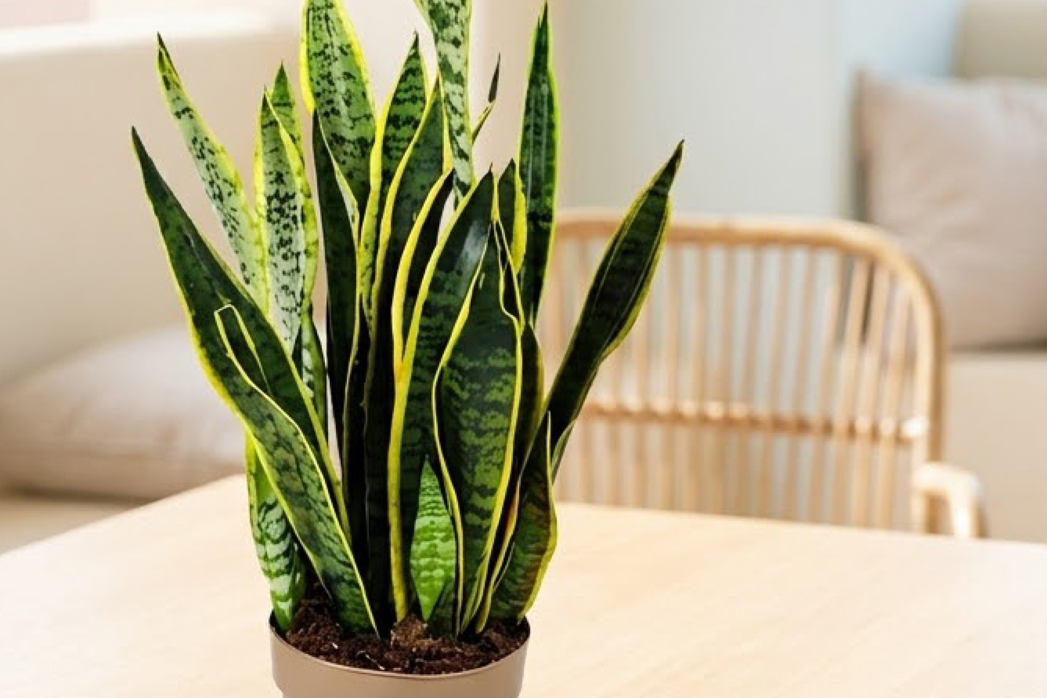 Snake plant in a pot on a wooden table, with a blurred background of a living room.