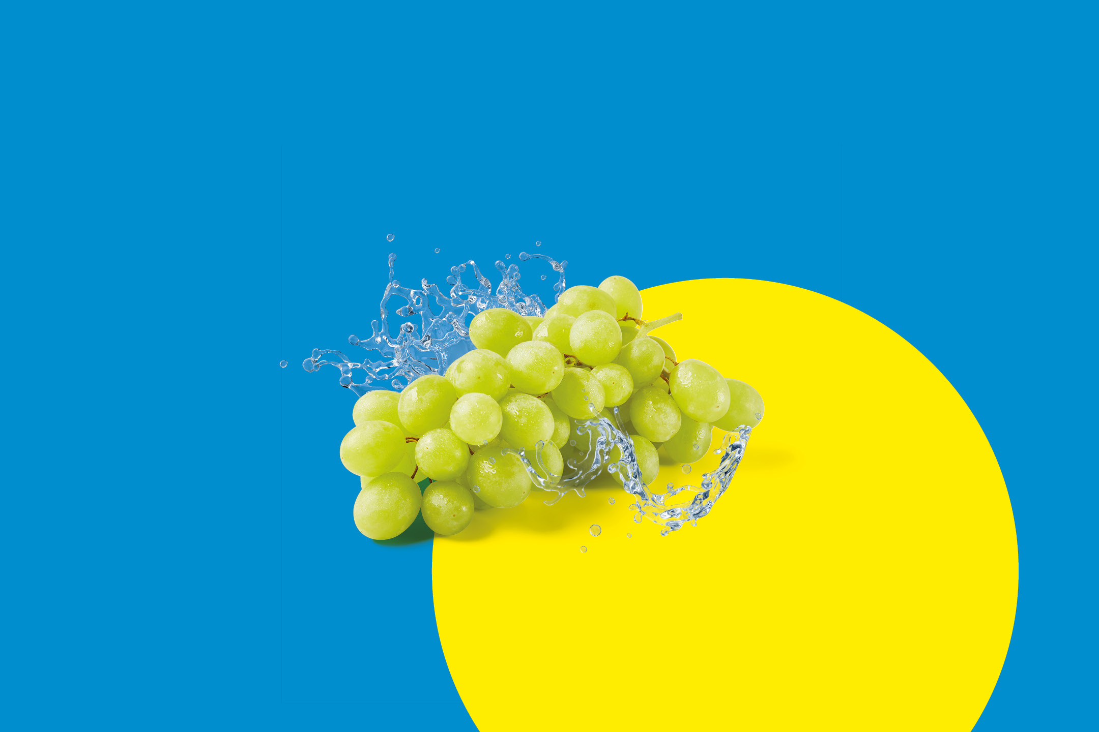 Fresh green grapes with water splashes on a blue and yellow background.
