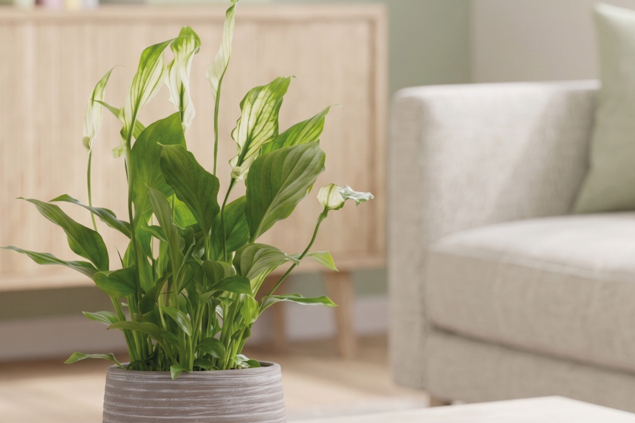 Potted green plant on a table next to a light-colored sofa in a living room.