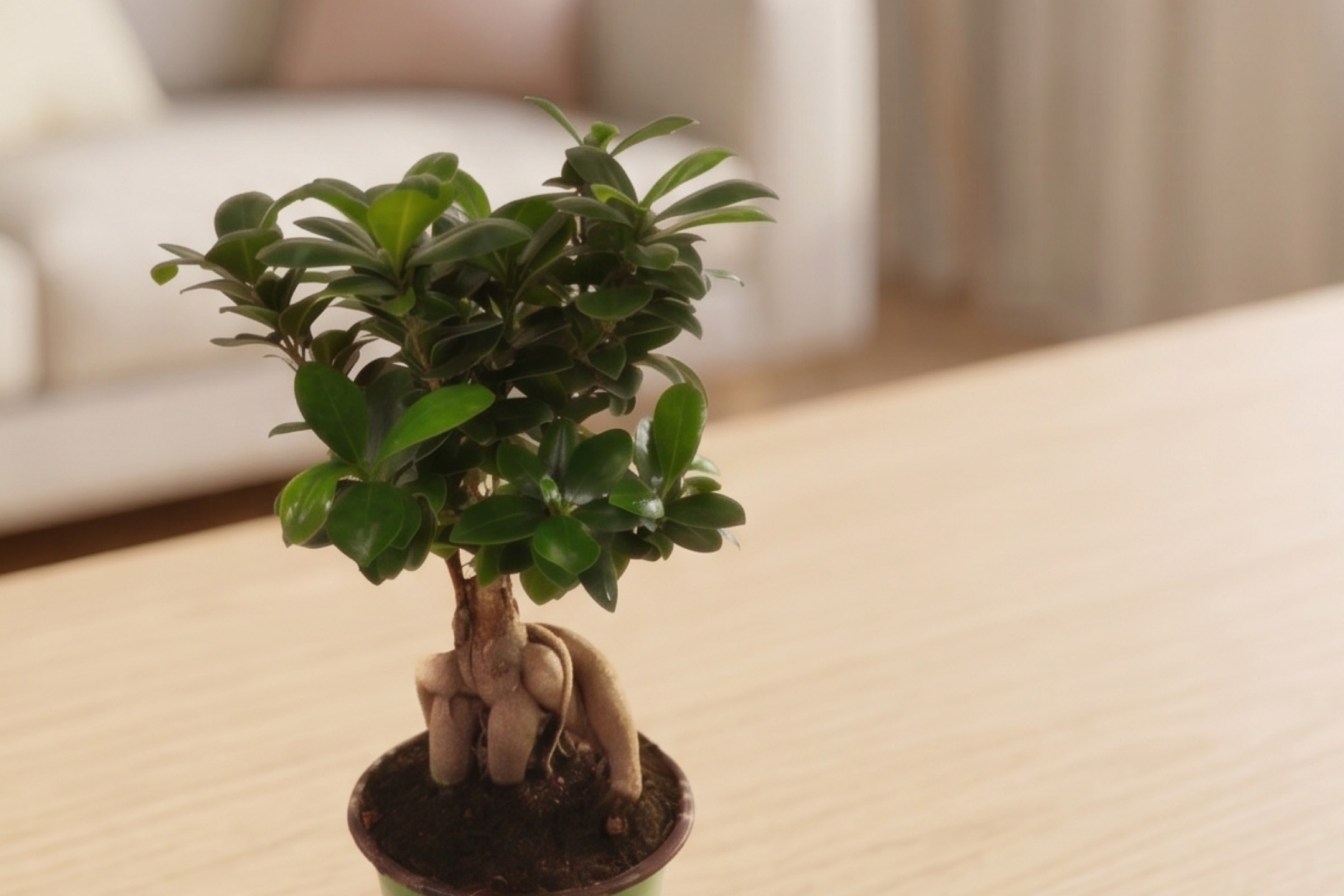 Small bonsai tree with green leaves on a light wooden table.