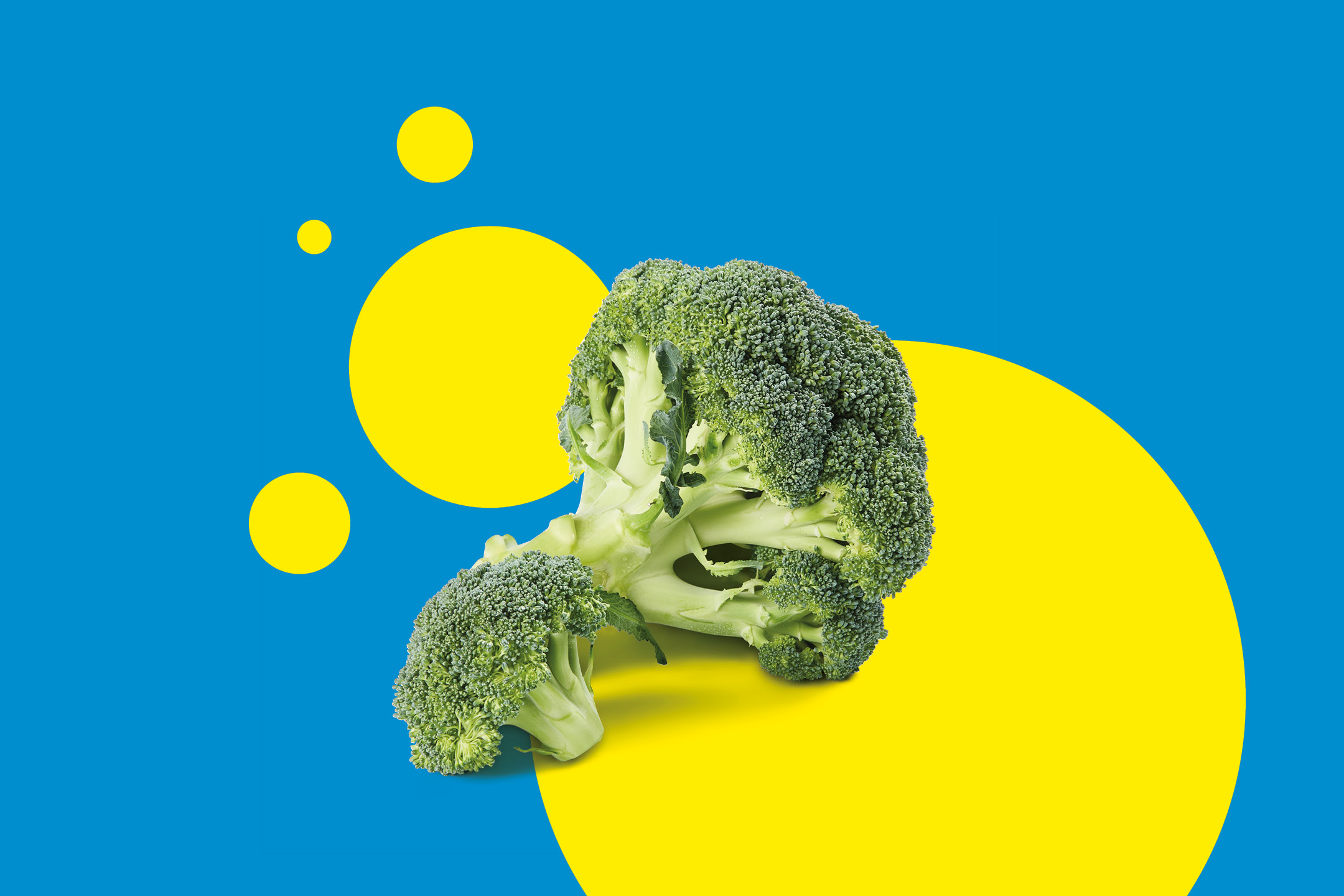 Fresh broccoli on a blue background with yellow circles