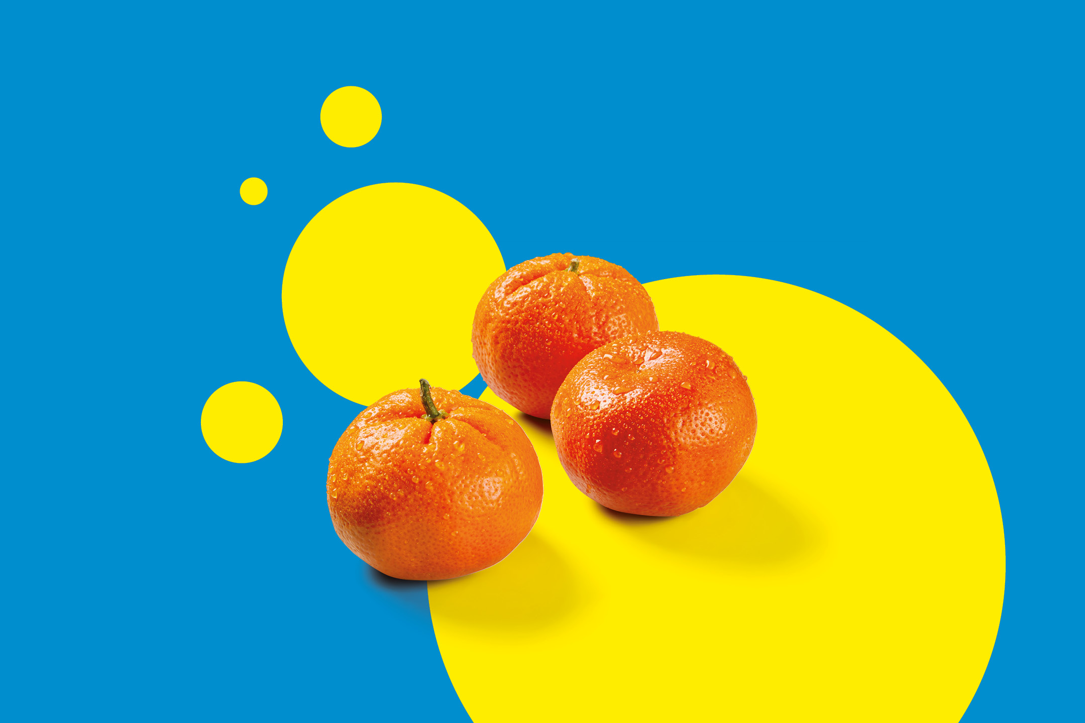 Three fresh, wet mandarins on a bright blue and yellow background.