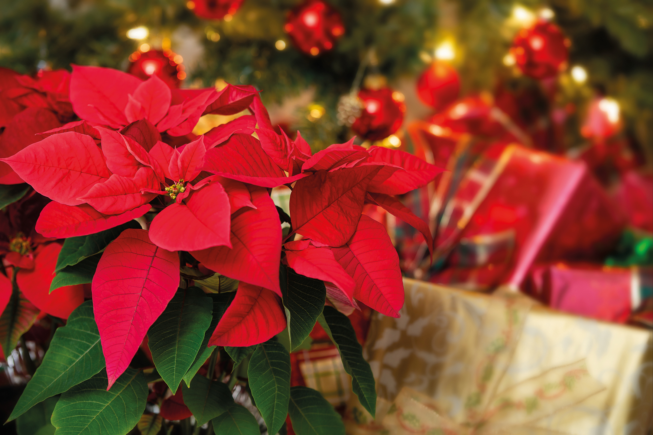 Vibrant red poinsettia plant with blurred festive background