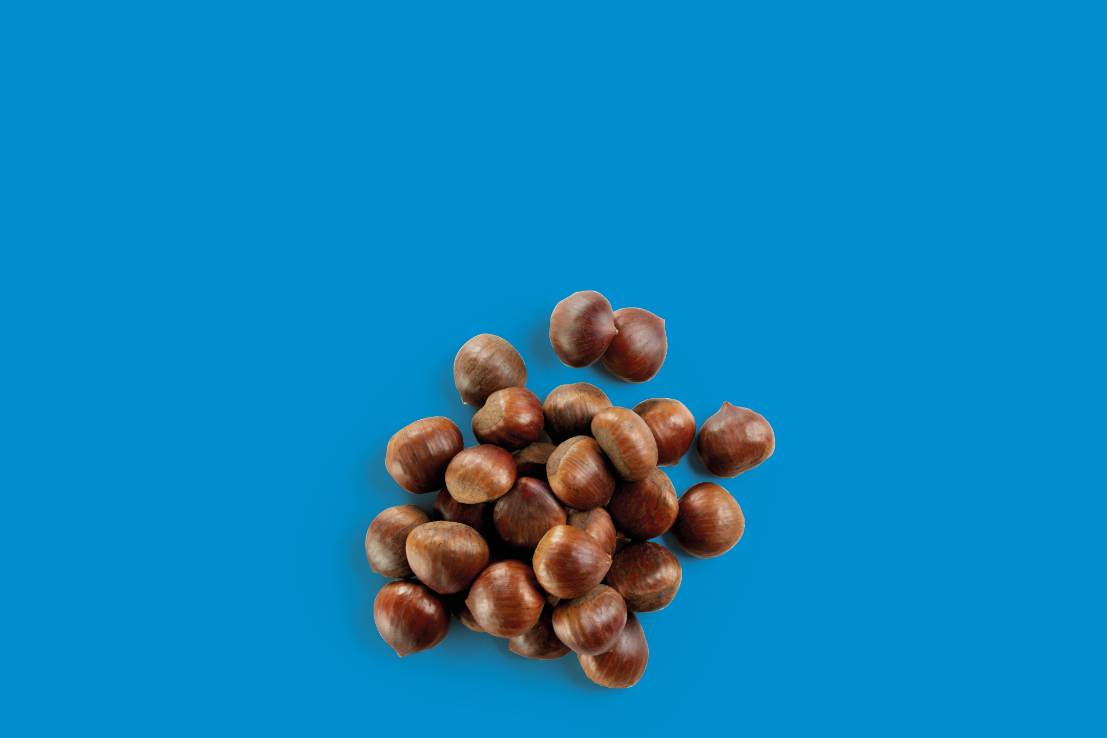 A pile of chestnuts on a blue background.