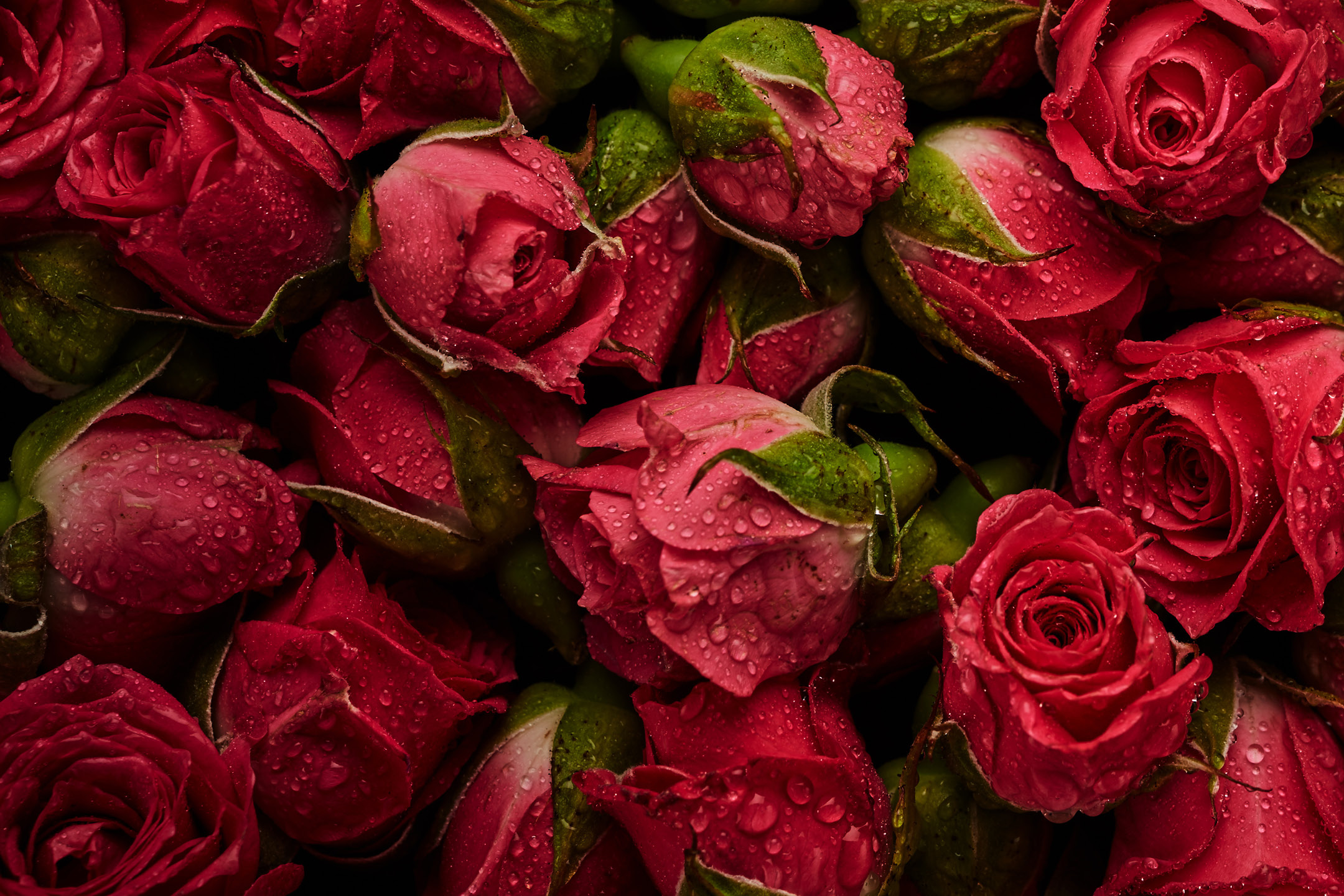 Close-up of fresh red rose buds with water droplets