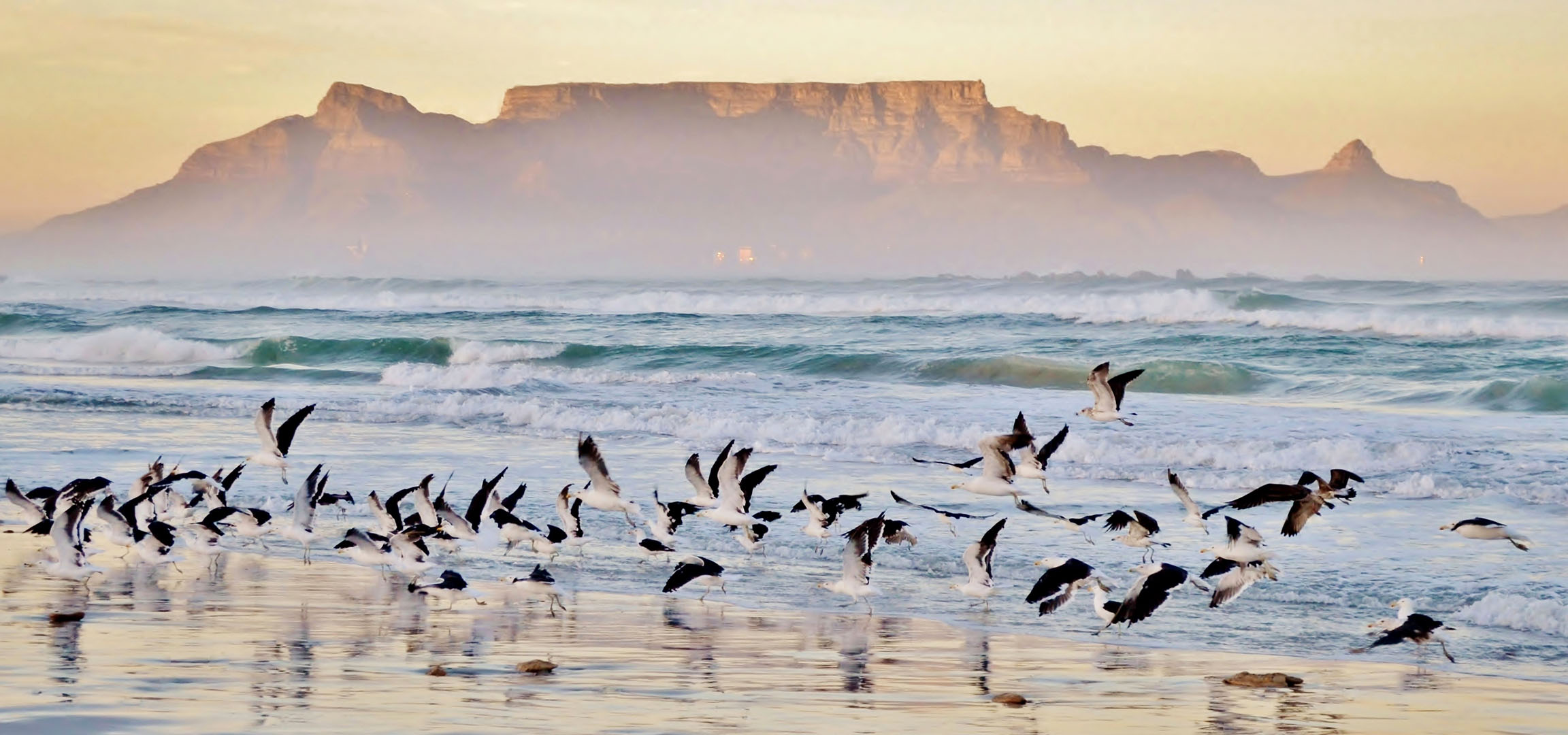 Seagulls taking flight from an ocean-side beach with breaking waves.