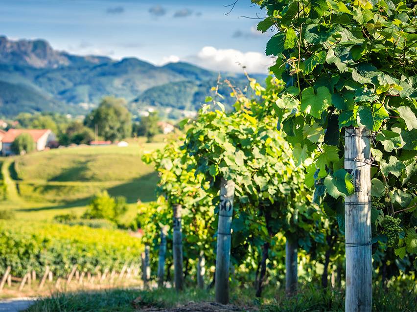 Lush green vineyard rows with mountains and a village in the background under a blue sky