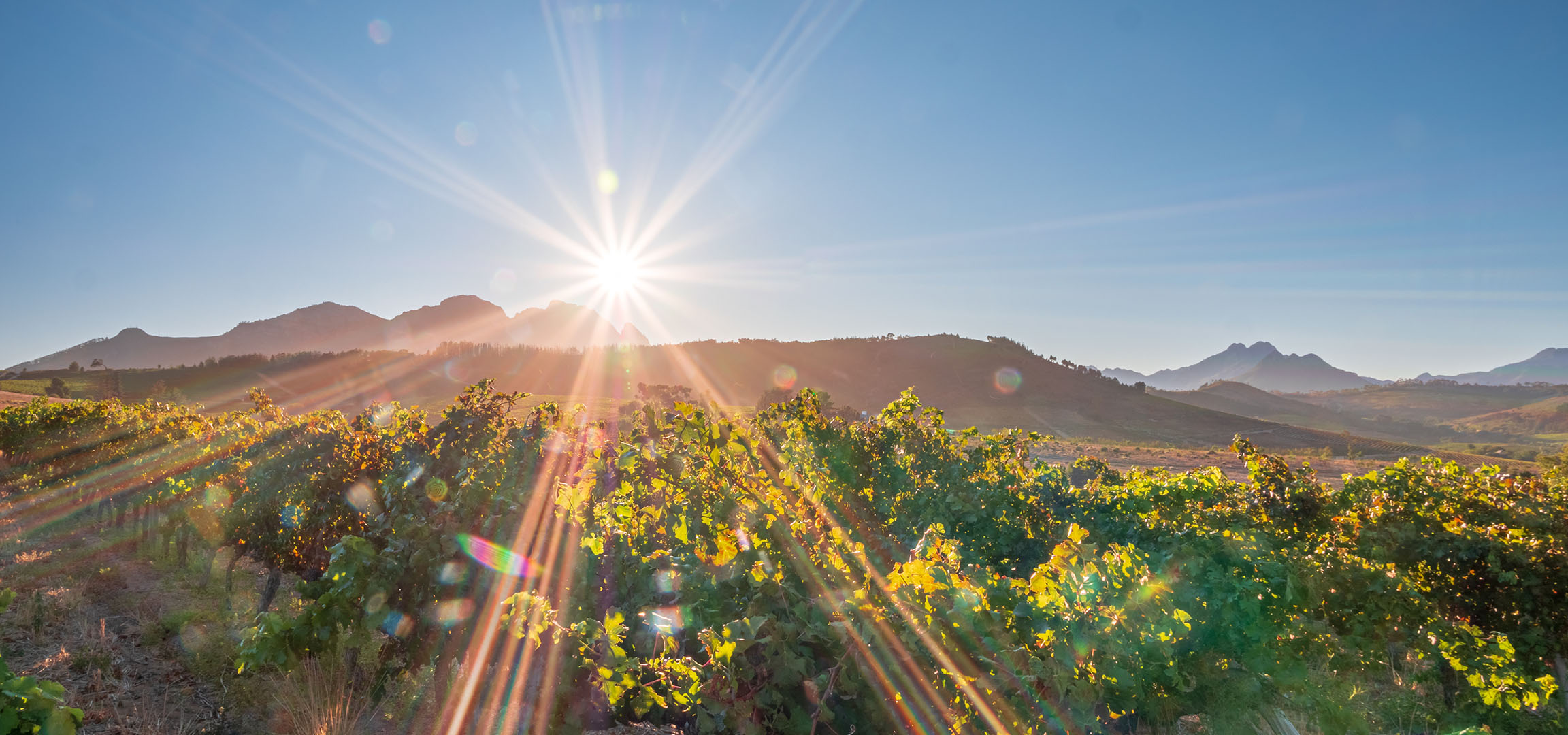 Sunny vineyards with mountains in the background, bright sun rays.
